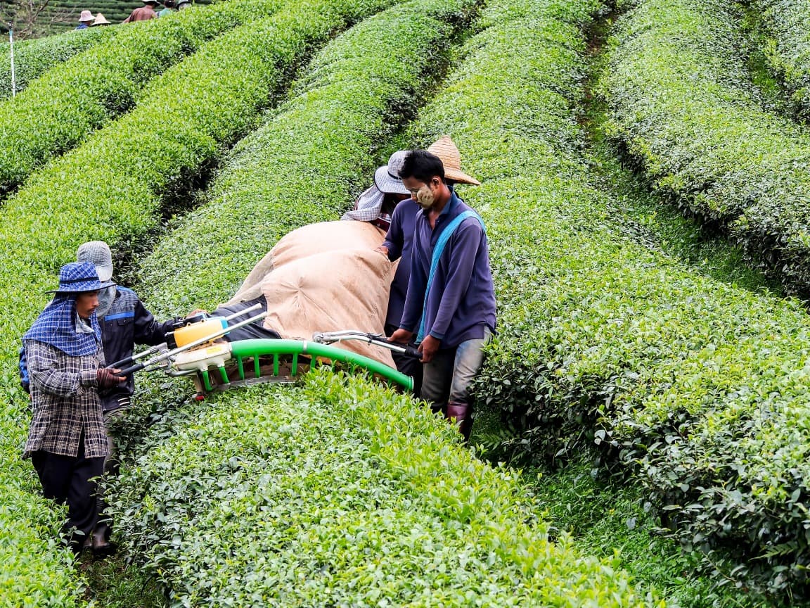 Plantación de té de Mae Salong